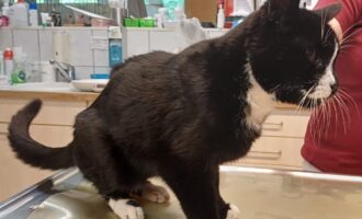 Zugelaufen – Älterer Kater aus Itzum, Elise-Bartels-Weg