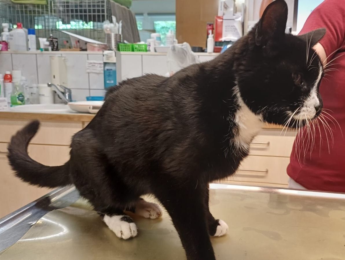Zugelaufen – Älterer Kater aus Itzum, Elise-Bartels-Weg