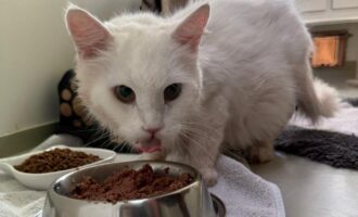 Zugelaufen 12.8. – Katze aus Bad Salzdetfurth