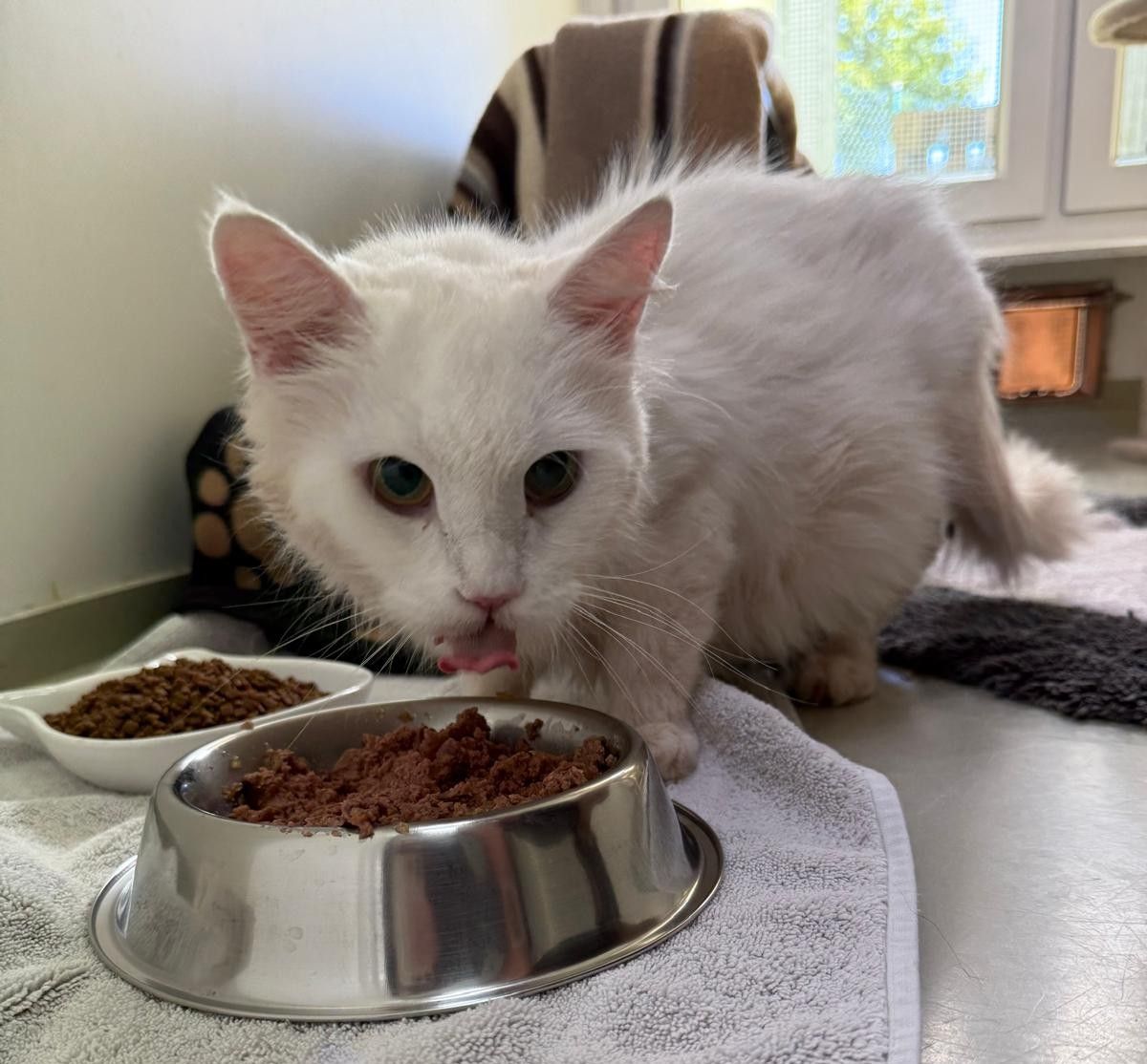 Zugelaufen 12.8. – Katze aus Bad Salzdetfurth