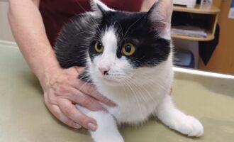 Zugelaufen 11.8. – Kater aus Sarstedt/Wellweg