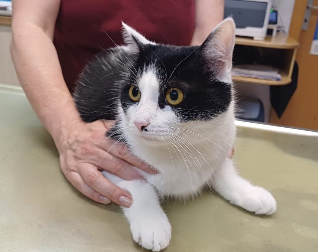 Zugelaufen 11.8. – Kater aus Sarstedt/Wellweg
