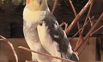 Vermisst- Nymphensittich aus Garmissen