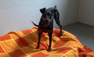 Zugelaufen 6.8. – Weiblicher Pinscher vom Galgenberg/Hildesheim