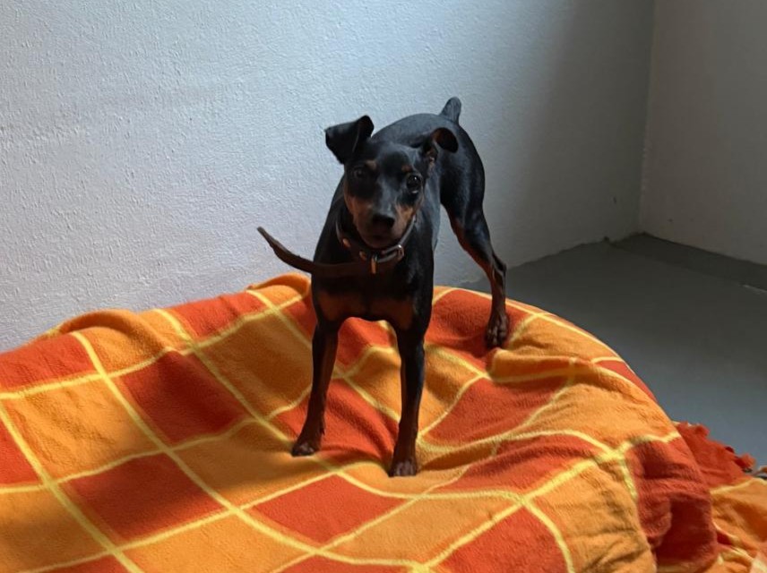 Zugelaufen 6.8. – Weiblicher Pinscher vom Galgenberg/Hildesheim
