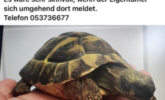 Zugelaufen 05.08. – Schildkröte in Bockenem
