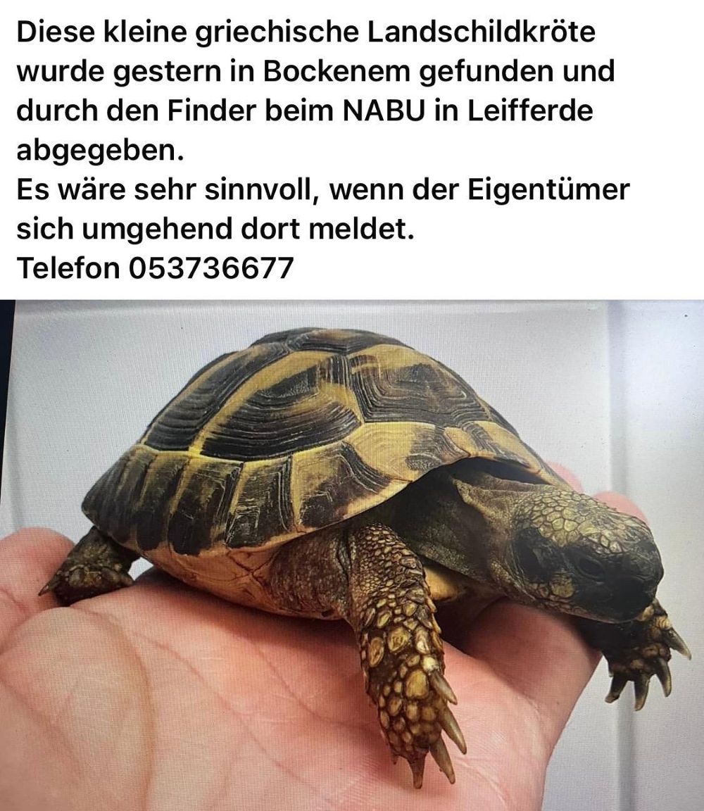 Zugelaufen 05.08. – Schildkröte in Bockenem
