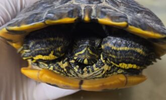 Zugelaufen 1.8. – Wasserschildkröte aus Bockenem