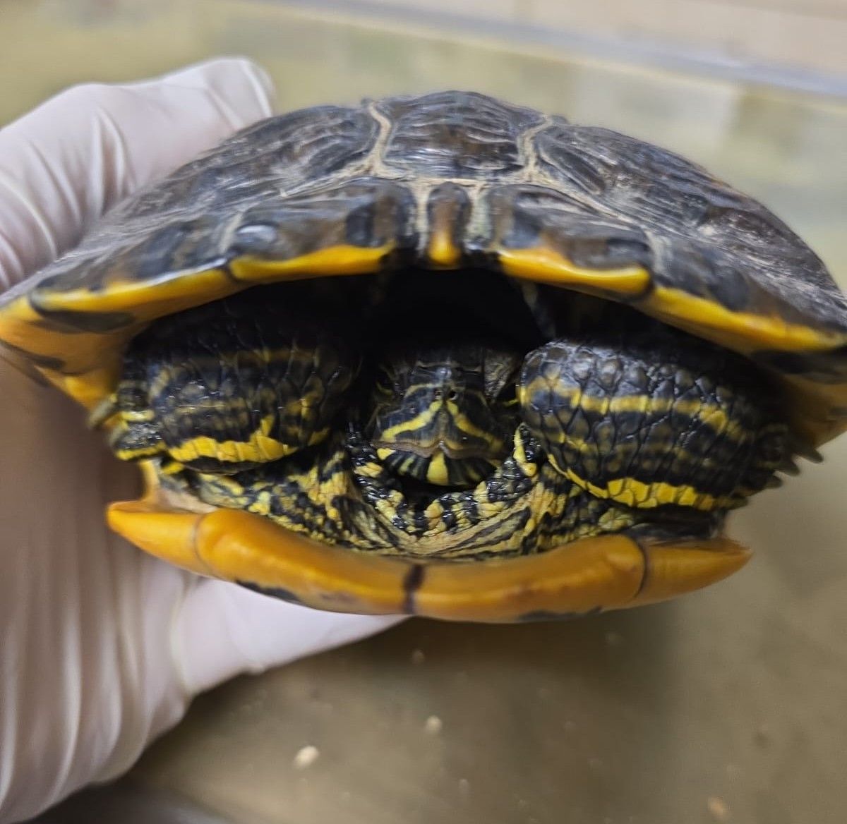 Zugelaufen 1.8. – Wasserschildkröte aus Bockenem