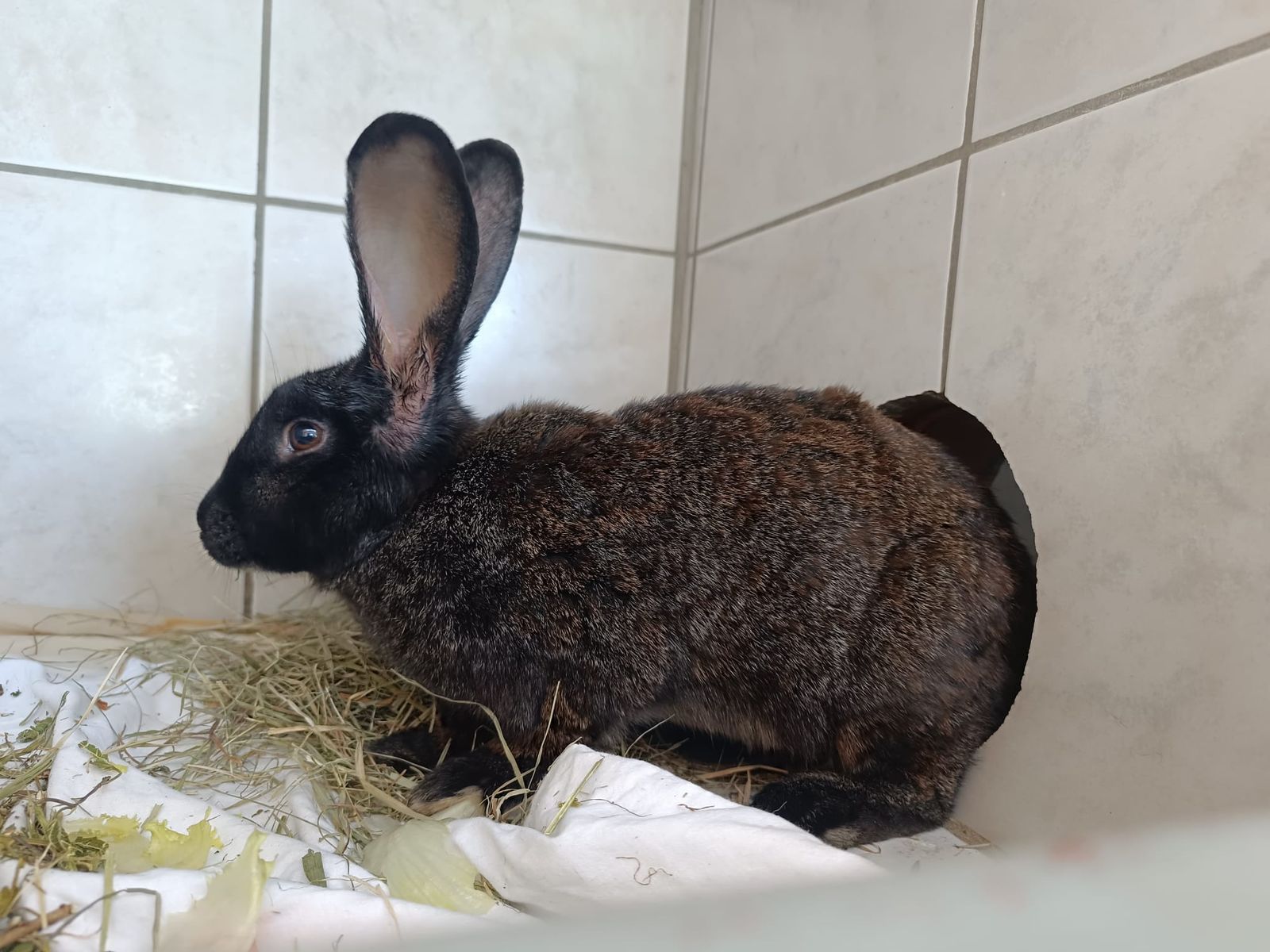 Deutsche Riesen Bibi und Tina