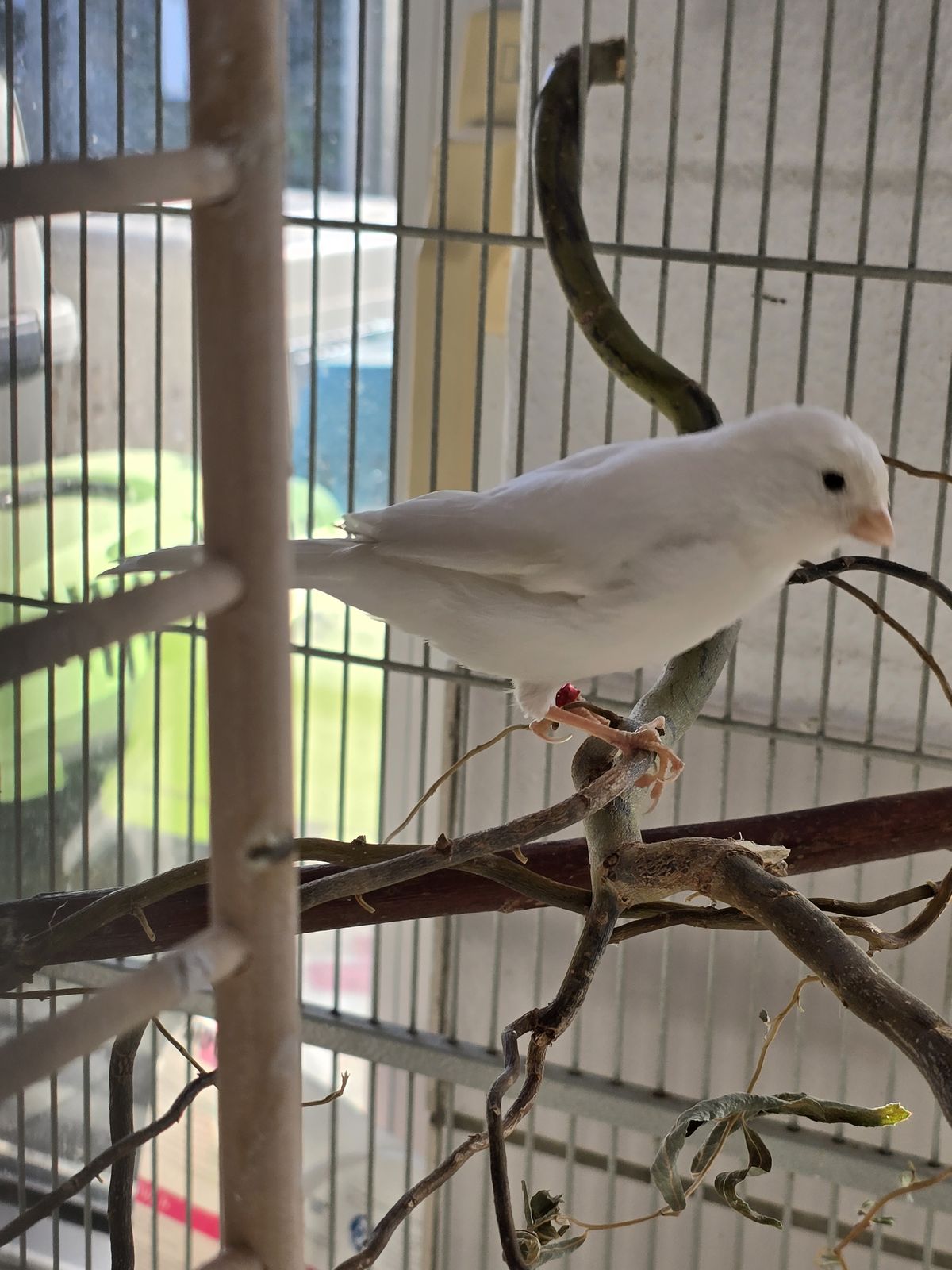 Kanarienvogel Cheesecake