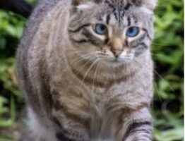 Vermisst – Katze Frieda aus Söhlde