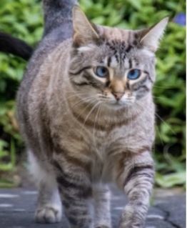 Vermisst – Katze Frieda aus Söhlde