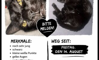 Vermisst – schwarze Katze vom Moritzberg/Maschstraße