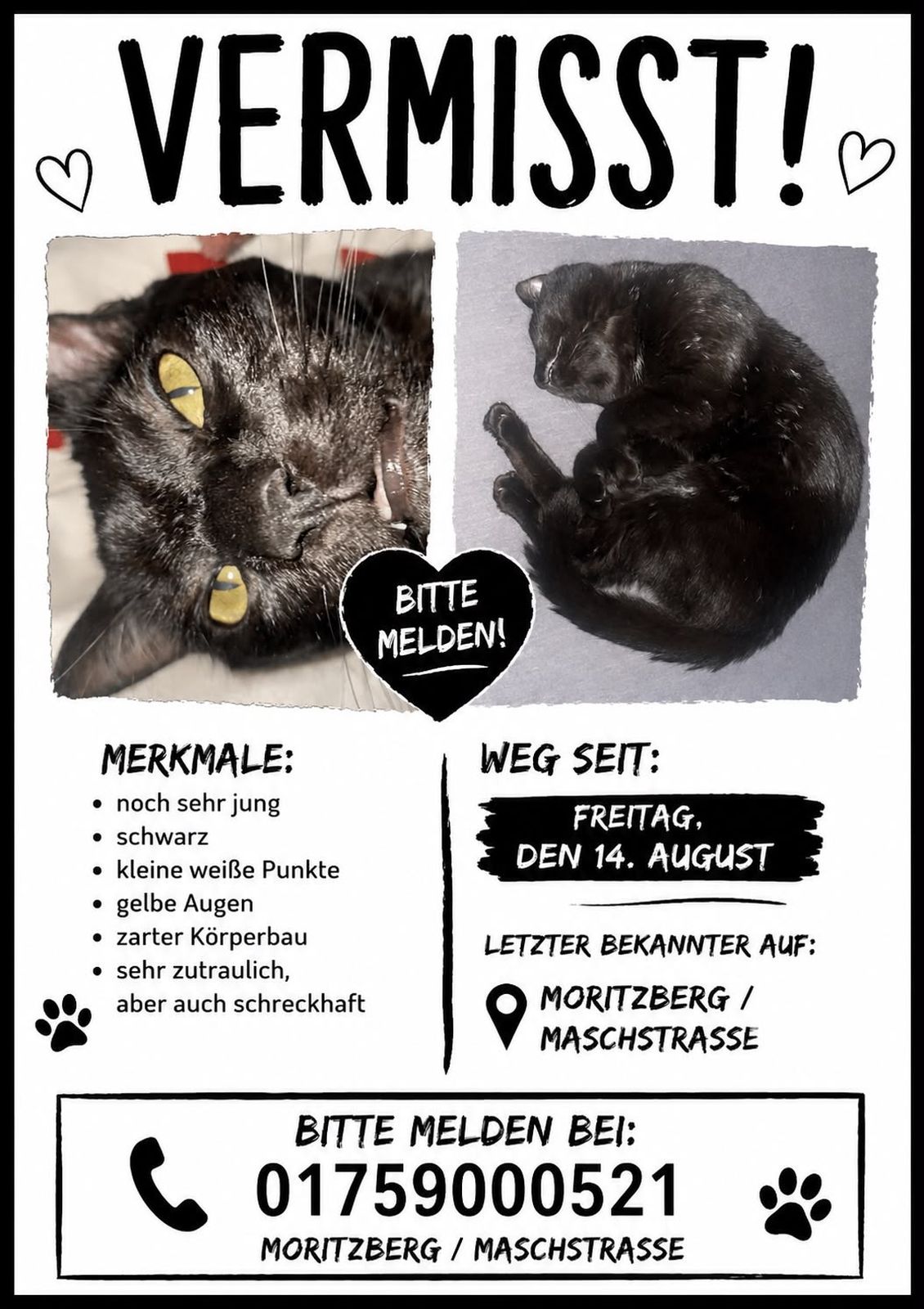 Vermisst – schwarze Katze vom Moritzberg/Maschstraße