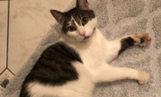 Vermisst – Kater Wutz aus Söhlde