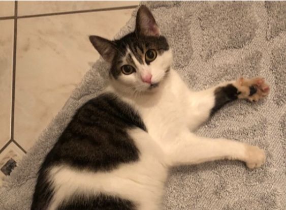 Vermisst – Kater Wutz aus Söhlde