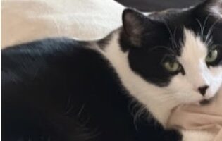 Vermisst- Kater Teo aus dem Winkelbrink in Itzum