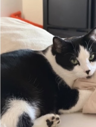 Vermisst- Kater Teo aus dem Winkelbrink in Itzum