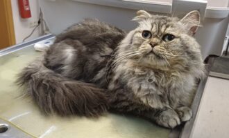 Zugelaufen am 17.09. – grauer Perserkater in 31141 Hildesheim