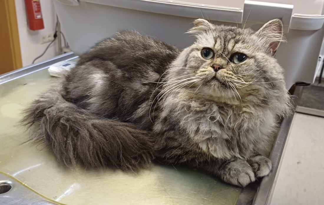 Zugelaufen am 17.09. – grauer Kater in 31141 Hildesheim