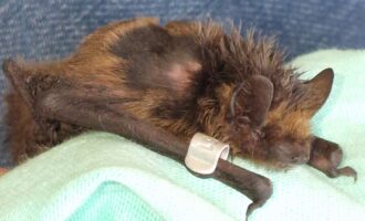 Klebefallen für Fliegen sind eine große Gefahr für andere Tiere