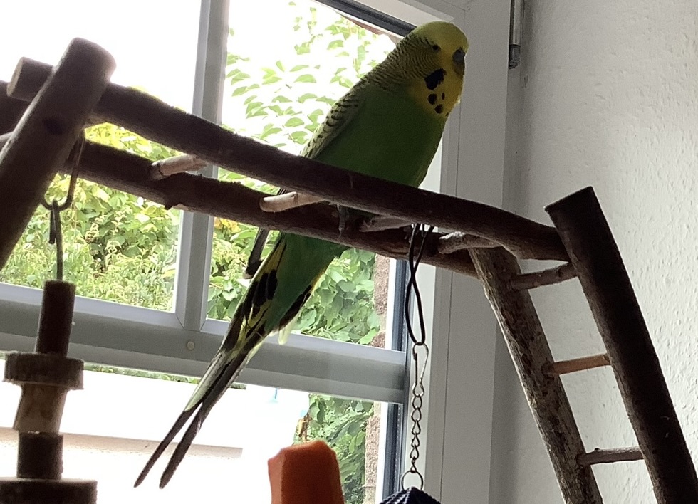 Privatvermittlung – Wellensittich Rocky