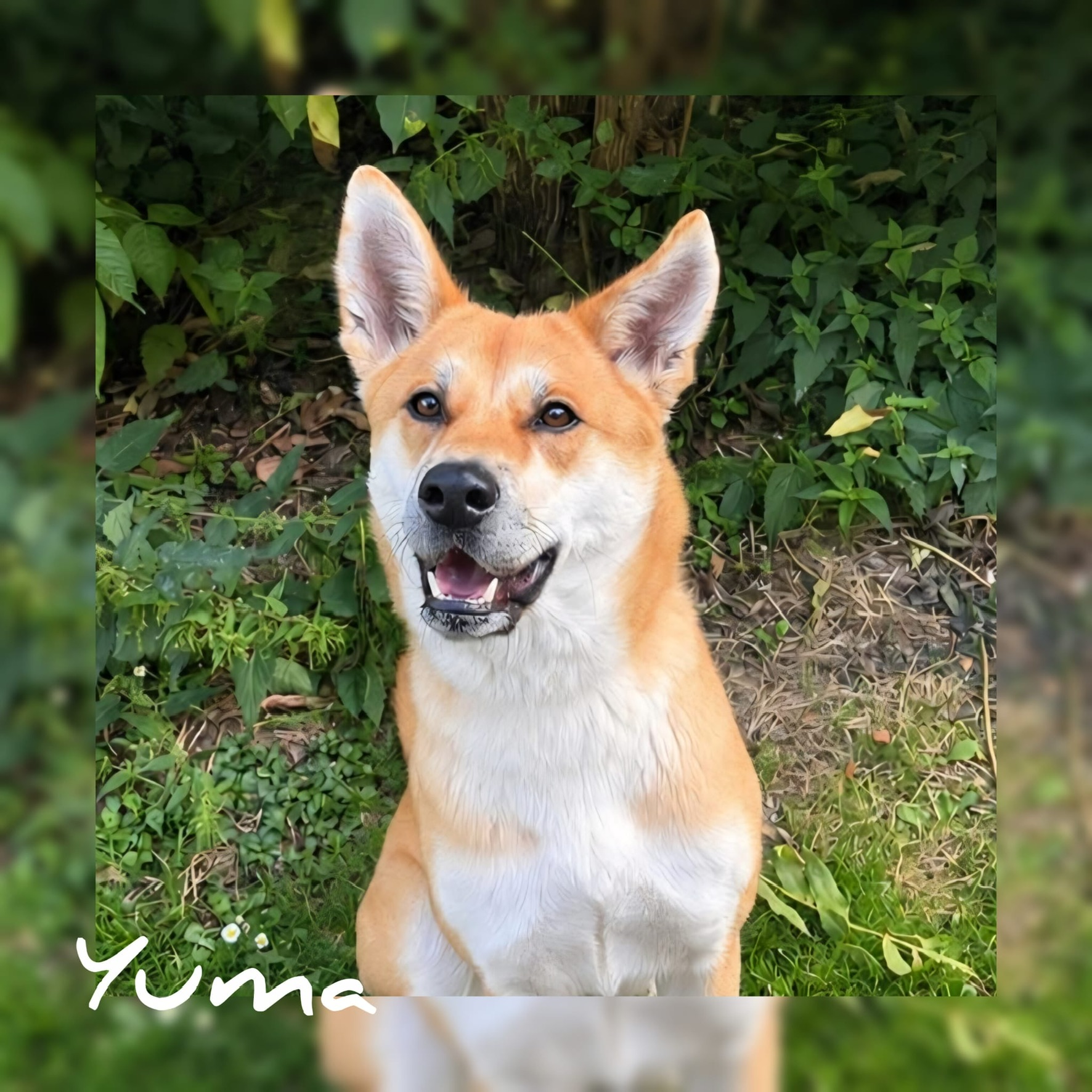 Akita Mix Yuma