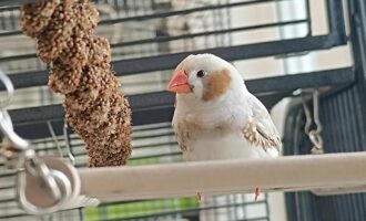 Zugeflogen 21.09. – Zebrafink in Söhre