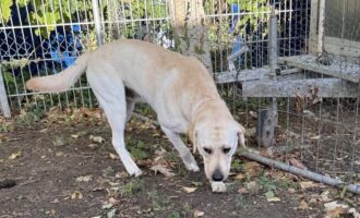 Fundhund aus der Struckmannstrasse