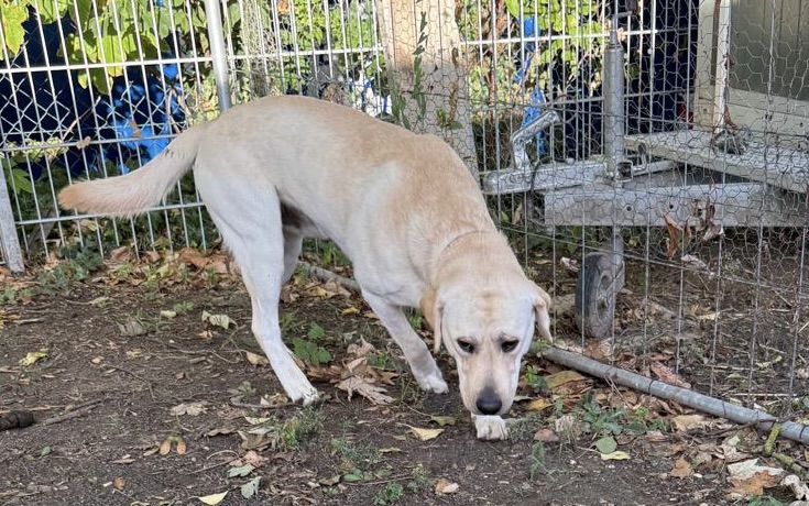 Fundhund aus der Struckmannstrasse