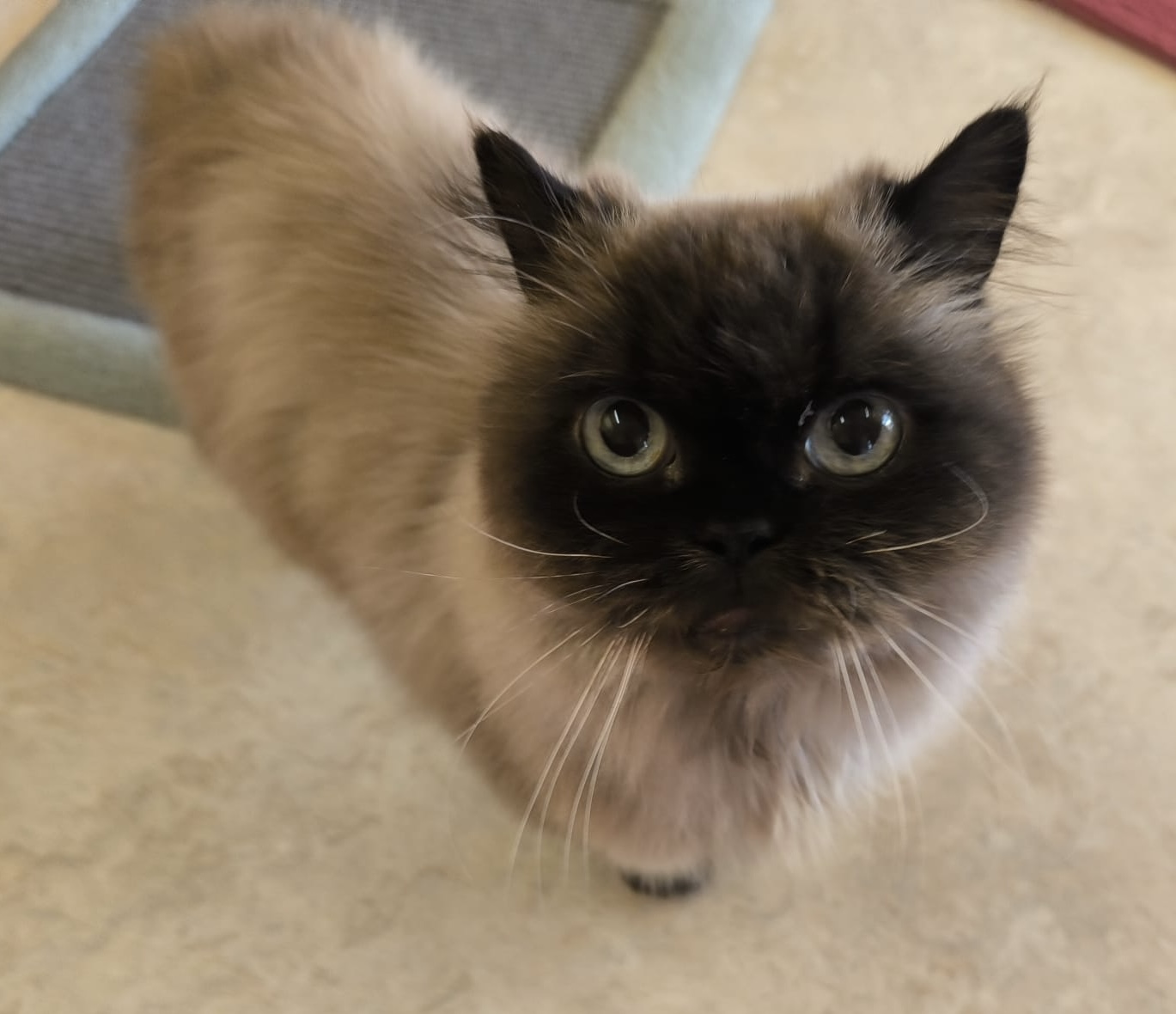 Älterer Rag Doll Kater Mr. Coffey für Wohnungshaltung