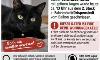 Vermisster schwarzer Kater aus Drispenstedt 09.09.2026