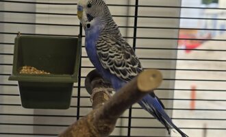 Zugeflogen am 06.09.26 – blauer Wellensittich vom Osterberg/Hi