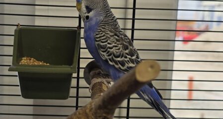 Zugeflogen am 06.09.26 – blauer Wellensittich vom Osterberg/Hi