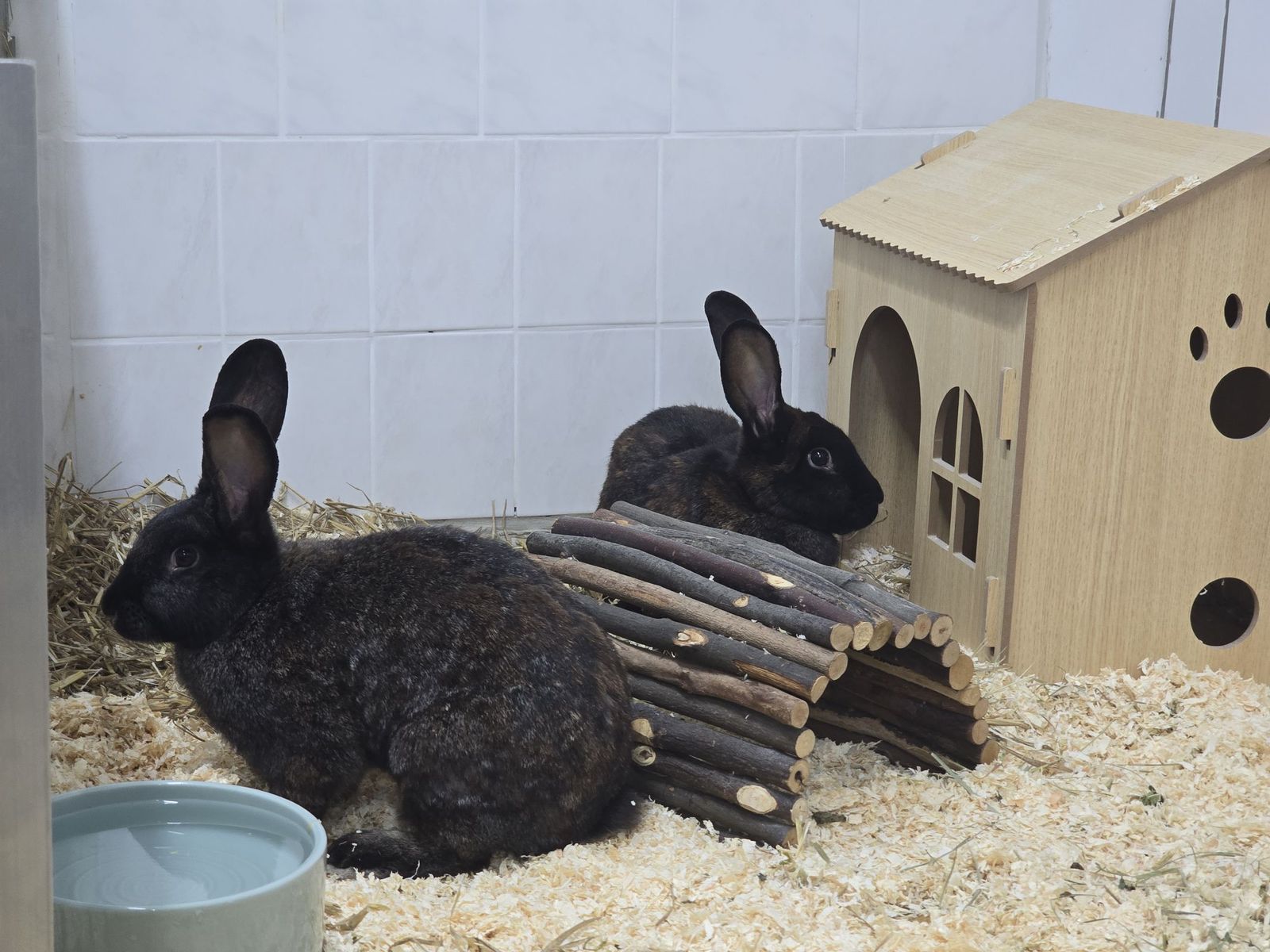 Deutsche Riesen Bibi und Tina für Innenhaltung