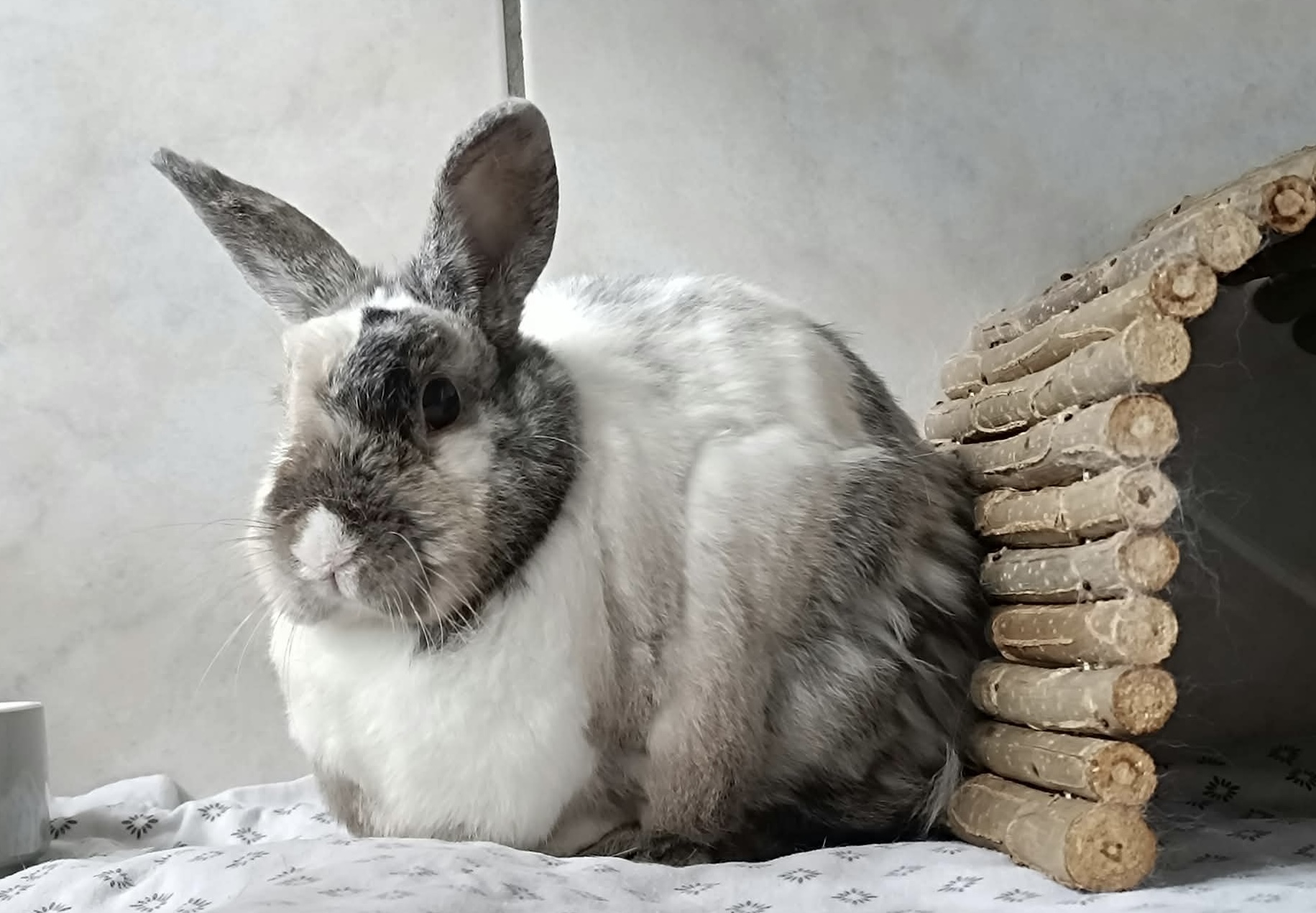 Zwergkaninchen Freddy für Innenhaltung