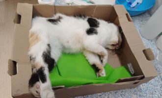 Totfund junge Katze zwischen Klein und Groß Lobke