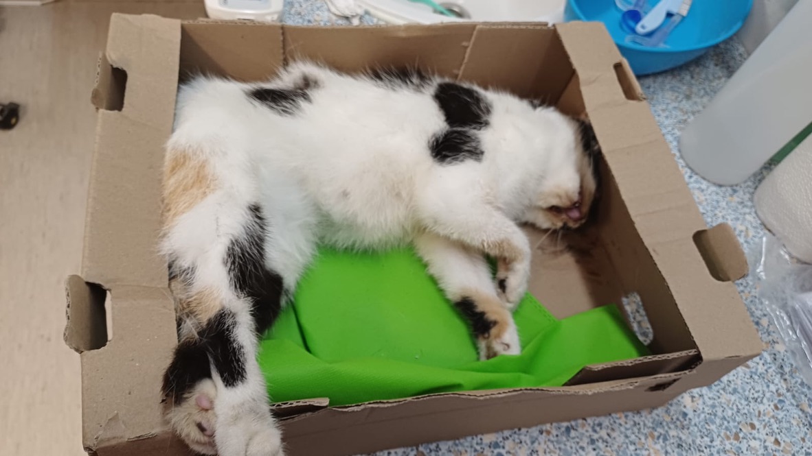 Totfund junge Katze zwischen Klein und Groß Lobke