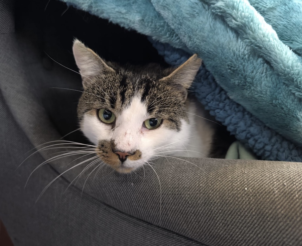 Kater Percy für Wohnungshaltung