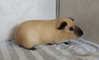 Zugelaufen am 15.09. – Meerschweinböckchen unkastriert