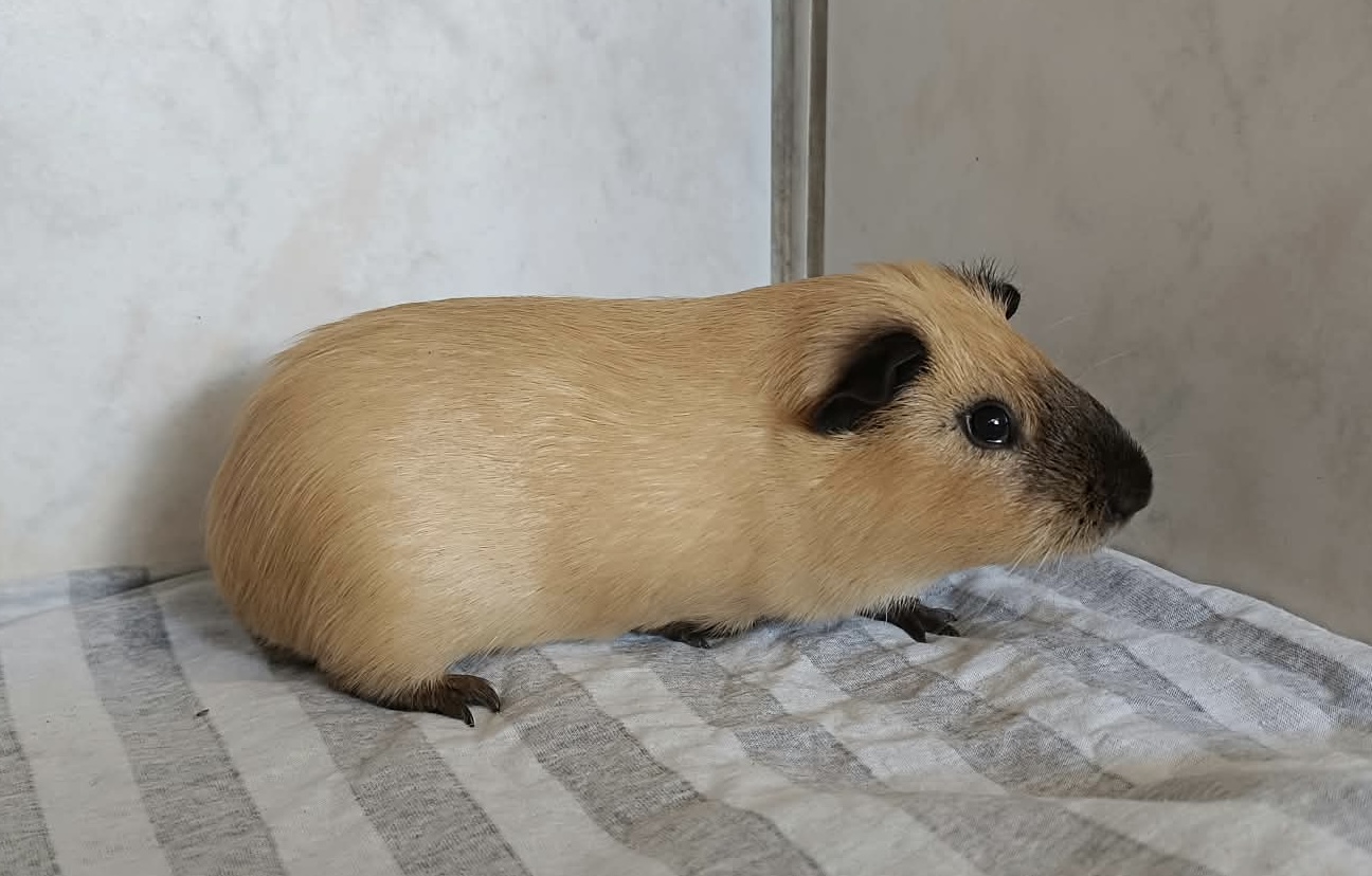 Zugelaufen am 15.09. – Meerschweinböckchen unkastriert