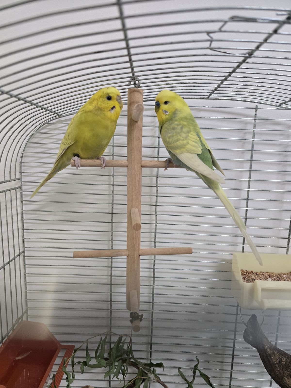 Wellensittiche Helmine und Frodo für Innenhaltung