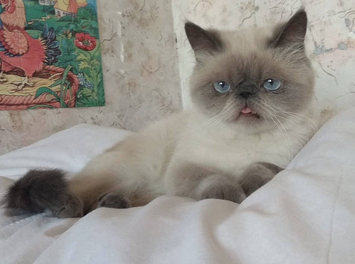 Privatvermittlung Katze Klöpa