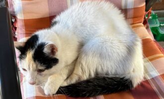 Zugelaufen am 25.09. – Katze in Wendhausen (Schellerten)