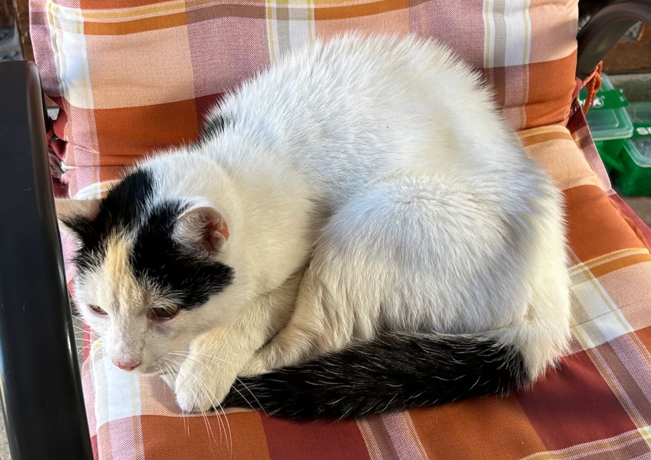 Zugelaufen am 25.09. – Katze in Wendhausen (Schellerten)