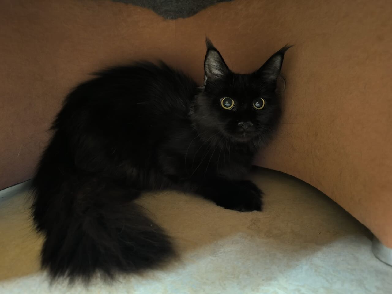Maine Coone Mix Leyla (reserviert)