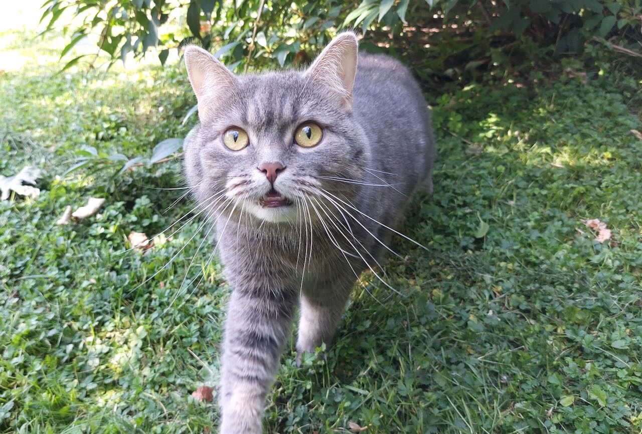 Katzenwiesenkatze Luna
