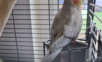 Zugeflogen am 02.09.26 – Nymphensittich aus Gödringen/Sarstedt