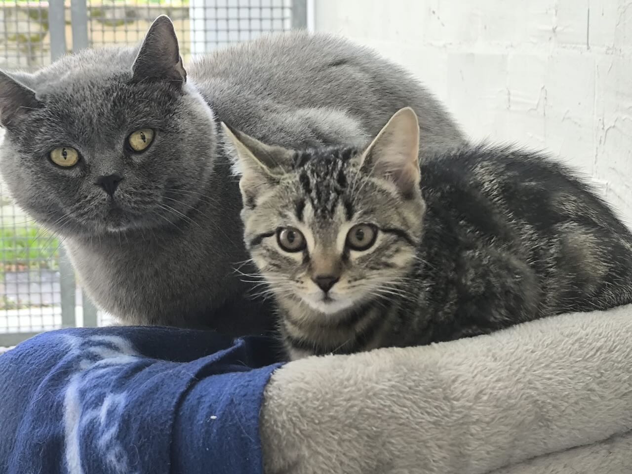 Katzenmutter Sally mit 2 Kitten für Freigang